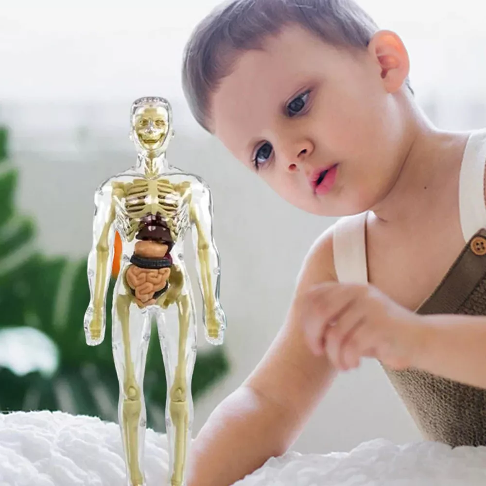 Kids' 3D Human Body Anatomy Model
