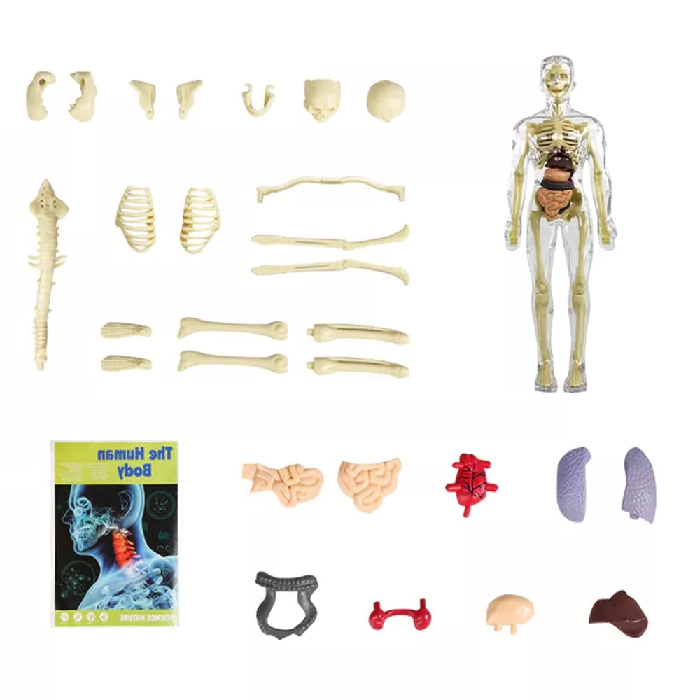 Kids' 3D Human Body Anatomy Model