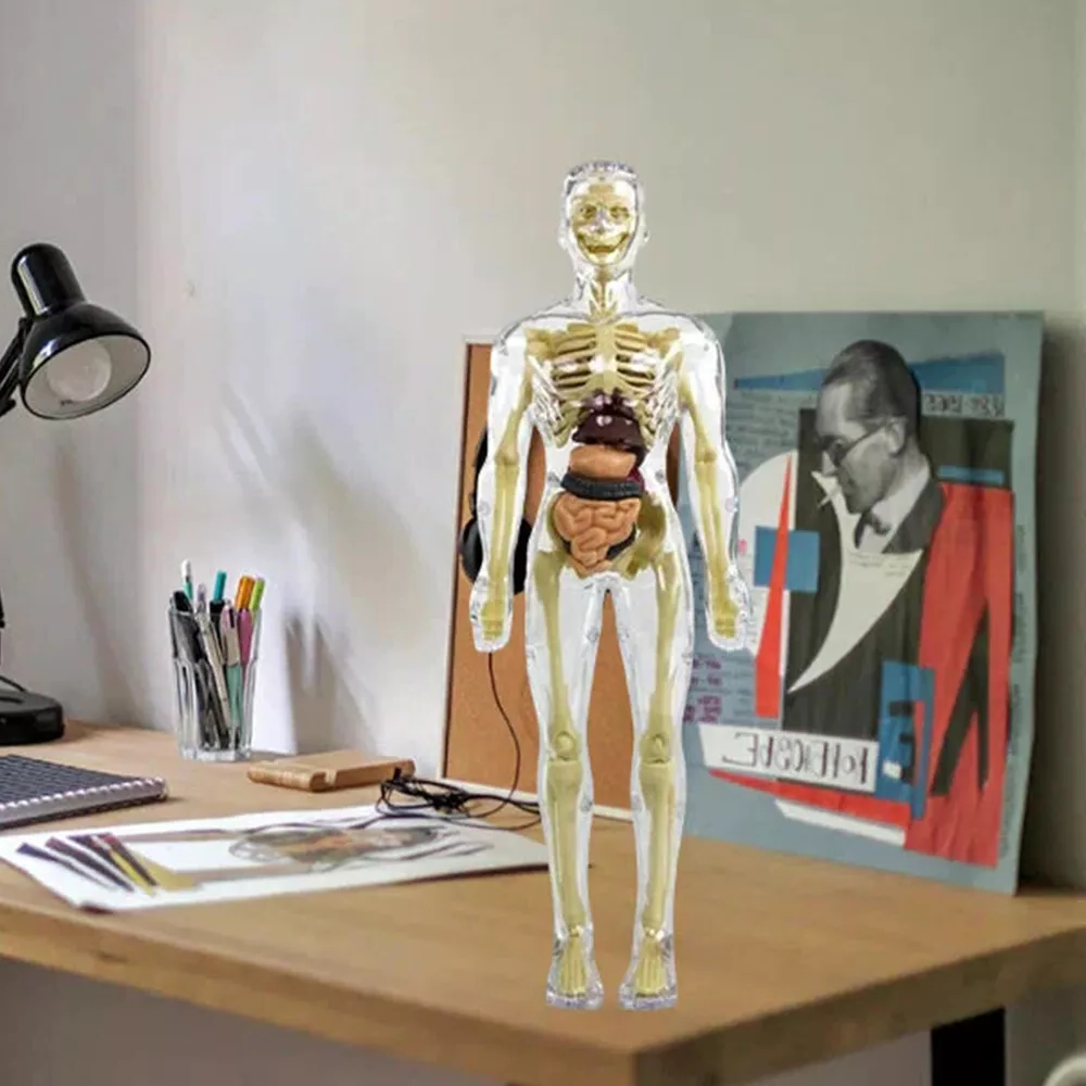 Kids' 3D Human Body Anatomy Model