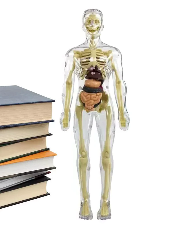 Kids' 3D Human Body Anatomy Model
