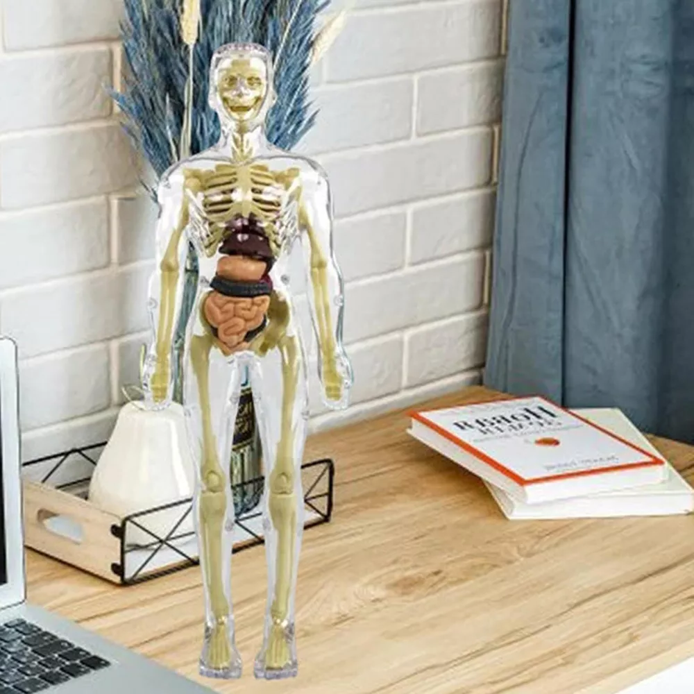 Kids' 3D Human Body Anatomy Model